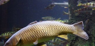 Mơ thấy cá chép có điềm báo gì?