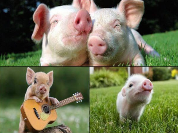 Mơ thấy lợn màu trắng