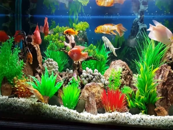 Số lượng và vị trí đặt bể cá cho người mệnh Hỏa