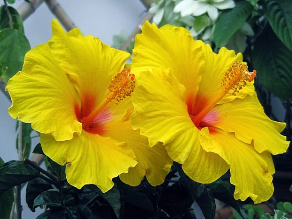 Giới thiệu chung về hoa dâm bụt