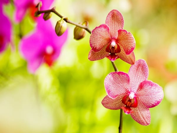 Nằm mơ được tặng cây phong lan