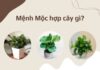 Mệnh mộc trồng cây gì hợp phát tài phát lộc