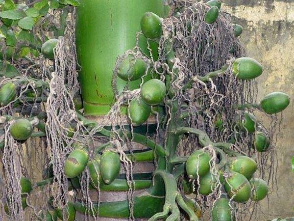 Đi đường thấy buồng cau có con số gì may mắn?