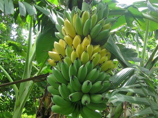 Nhìn thấy buồng chuối có con số gì may mắn?