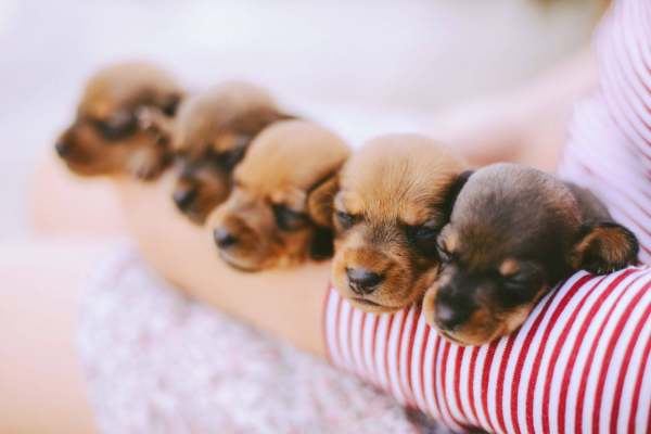 Nhìn thấy chó nhà người yêu đẻ