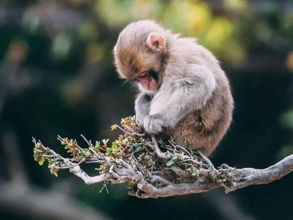 Tổng quan về người tuổi Thân