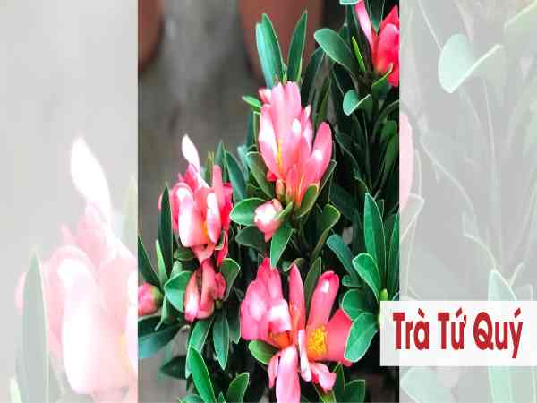 Cách chọn cây trà tứ quý theo mệnh 