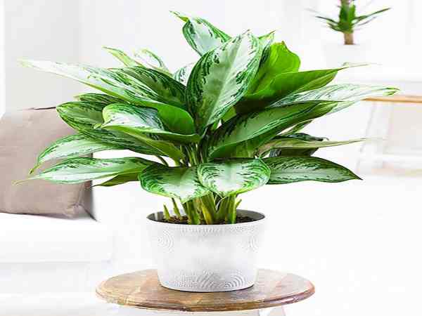 Tổng quan về cây bạch mã hoàng tử Tổng quan về cây bạch mã hoàng tử