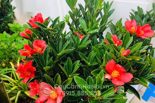 Ý nghĩa phong thủy của cây trà tứ quý