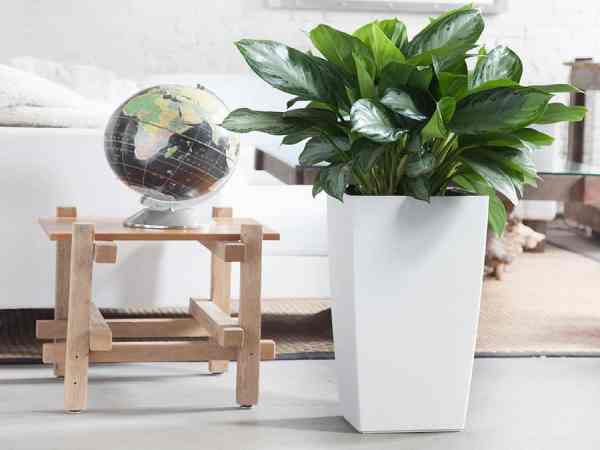 Cây bạch mã hoàng tử hợp tuổi gì Cây bạch mã hoàng tử hợp tuổi gì