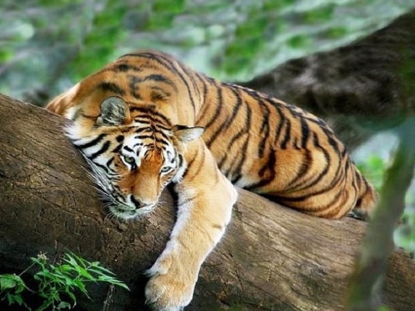 Tổng quan về tuổi Dần 1998 và tuổi Thân 2004