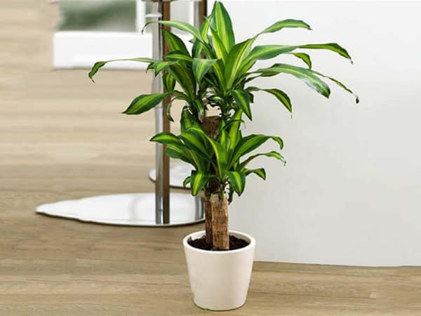 Người sinh năm 1992 và phong thủy cây xanh