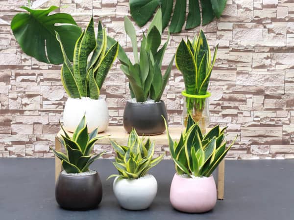 Tại sao nên đặt cây trên bàn làm việc?