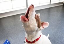 Chó hú ban ngày có điềm gì giải mã hiện tượng tâm linh