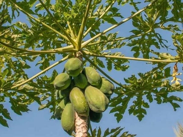 Giải mã chi tiết các giấc mơ thấy cây đu đủ