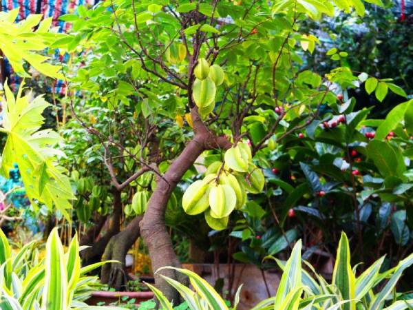 Những điều cần kiêng kị khi nằm mộng thấy cây khế