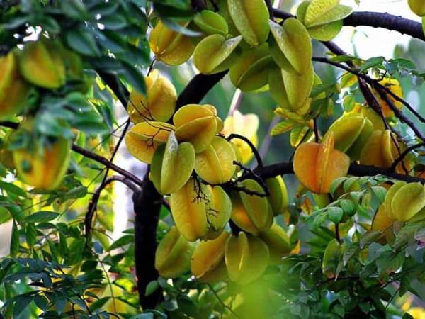 Giải mã ý nghĩa giấc mơ thấy cây khế là điềm gì?