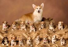 Nằm mơ thấy đàn chó con là điềm gì, số mấy trúng to? Nằm mơ thấy đàn chó con là điềm gì, số mấy trúng to?