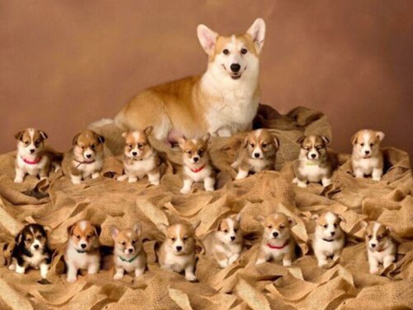 Nằm mơ thấy đàn chó con là điềm gì, số mấy trúng to?