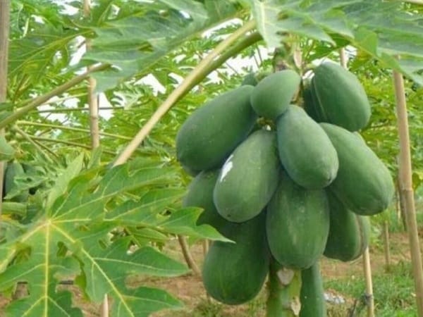 Ý nghĩa giấc mơ thấy cây đu đủ