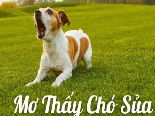 Giải mã nằm mơ thấy chó sủa là điềm báo gì, số gì may