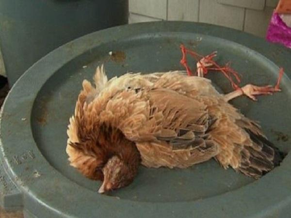 Ý nghĩa giấc mơ thấy giết gà là hên hay xui, số gì may