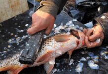 Luận giải ý nghĩa giấc mơ thấy làm thịt cá chuẩn tâm linh