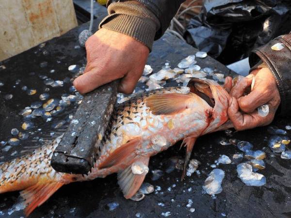 Luận giải ý nghĩa giấc mơ thấy làm thịt cá chuẩn tâm linh