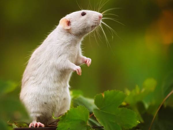 Tử vi tuổi Bính Tý ngày 12/2: vận trình ra sao?