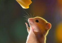 Tử vi tuổi Bính Tý thứ 5 ngày 12/2 bật mí số nào may mắn? tử vi tuổi Bính Tý thứ 5 ngày 12/2