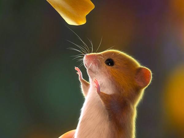 Tử vi tuổi Bính Tý thứ 5 ngày 12/2 bật mí số nào may mắn?