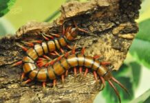 Lý giải ngủ mơ thấy con rết số mấy, chọn con gì hốt lộc?