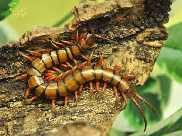 Lý giải ngủ mơ thấy con rết số mấy, chọn con gì hốt lộc?