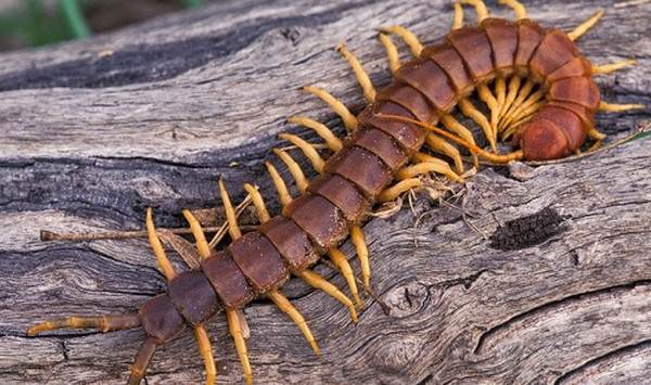 Mơ thấy con rết khổng lồ