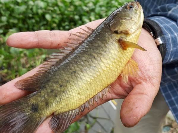 Tìm hiểu cá rô số mấy qua kinh nghiệm và số truyền thống