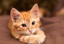 Hé lộ mèo vàng số mấy theo quan điểm dân gian phong thuỷ