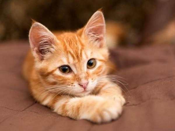 Hé lộ mèo vàng số mấy theo quan điểm dân gian phong thuỷ