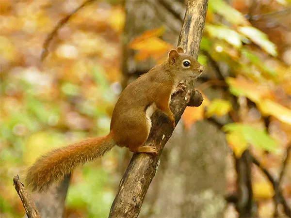 Giải mã tịch con sóc số mấy, mơ thấy con số hên hay xui?