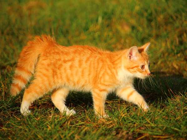 Mèo vàng số mấy theo kinh nghiệm dân gian